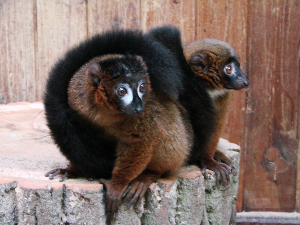 Рыжебрюхий лемур