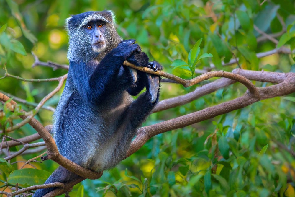 Голубая мартышка