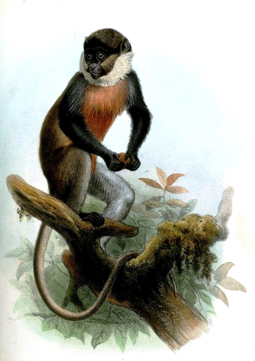 Cercopithecus Dryas