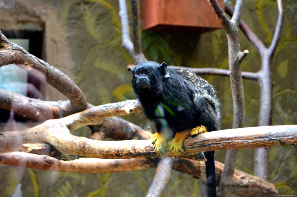 Краснорукий Тамарин