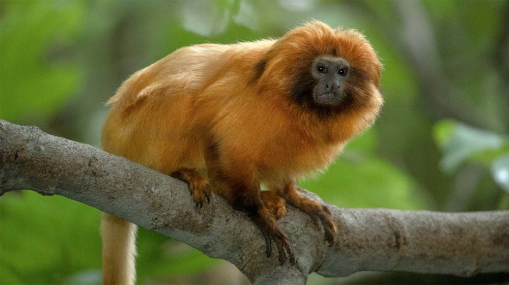 Львиноголовый Тамарин