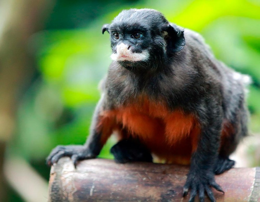 Гололобый Тамарин