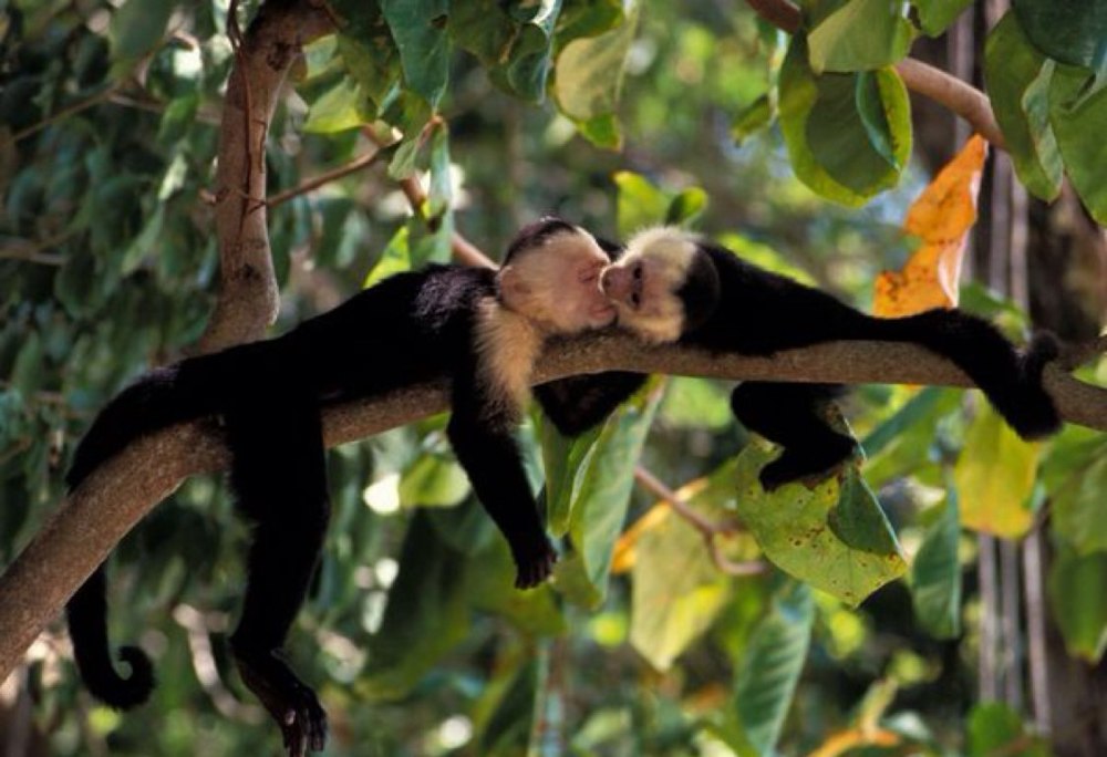 Животные тропического леса