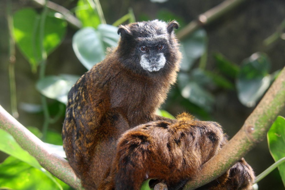 Белоногий Тамарин