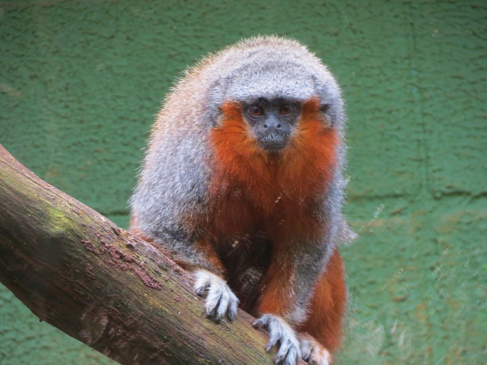 Callicebus Bernhardi