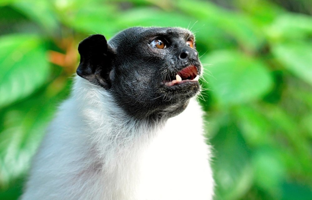 Хохлатый Тамарин клыки
