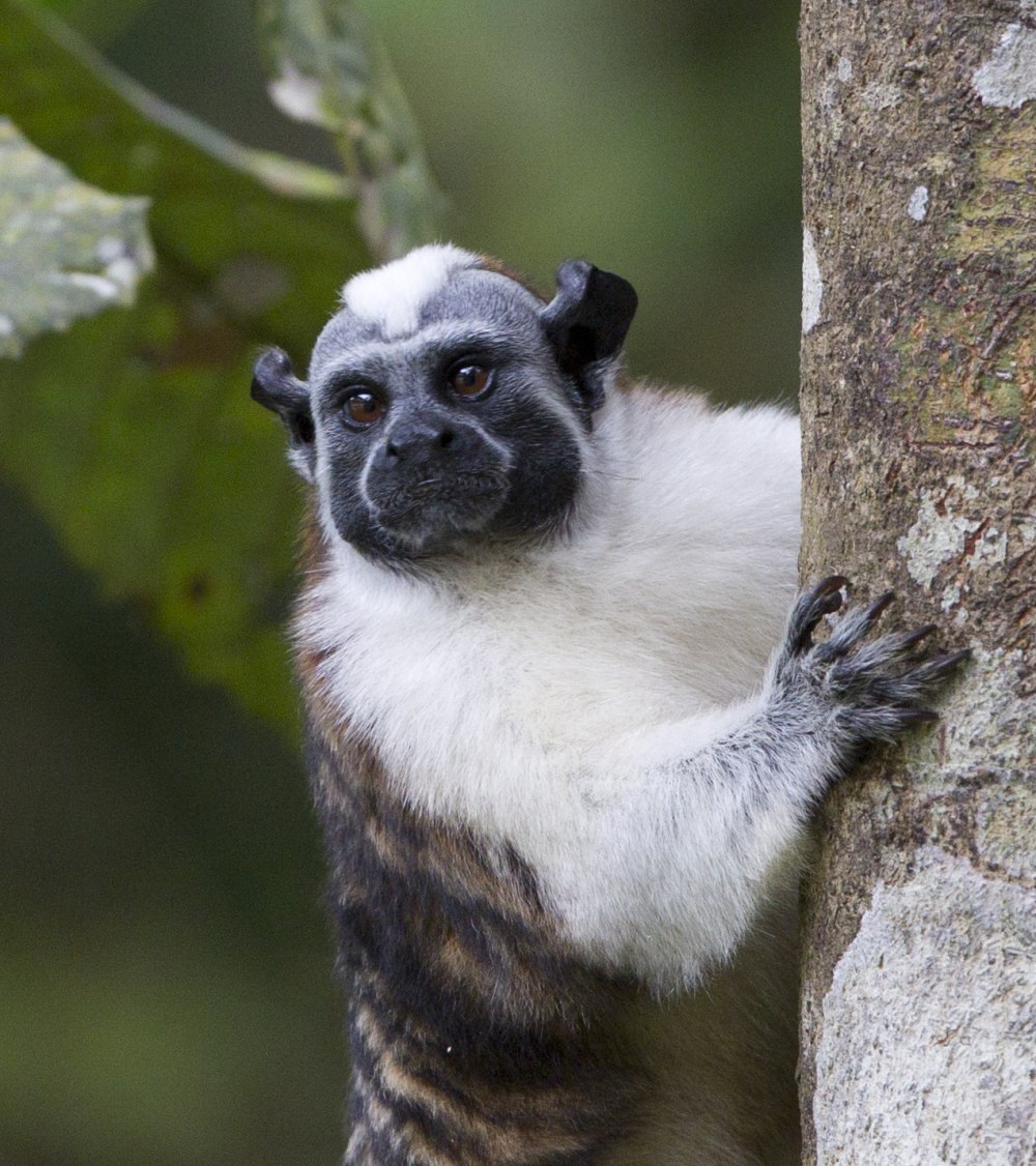 Тамарин Жоффруа