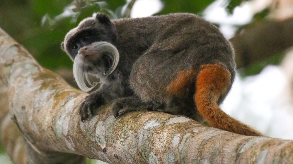 Императорский Тамарин с хвостом