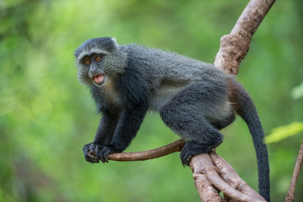 Голубая мартышка Танзании