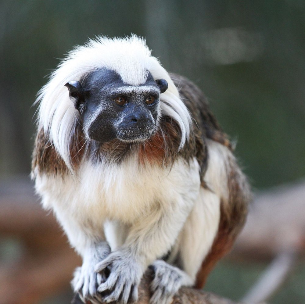 Краснобрюхий Тамарин