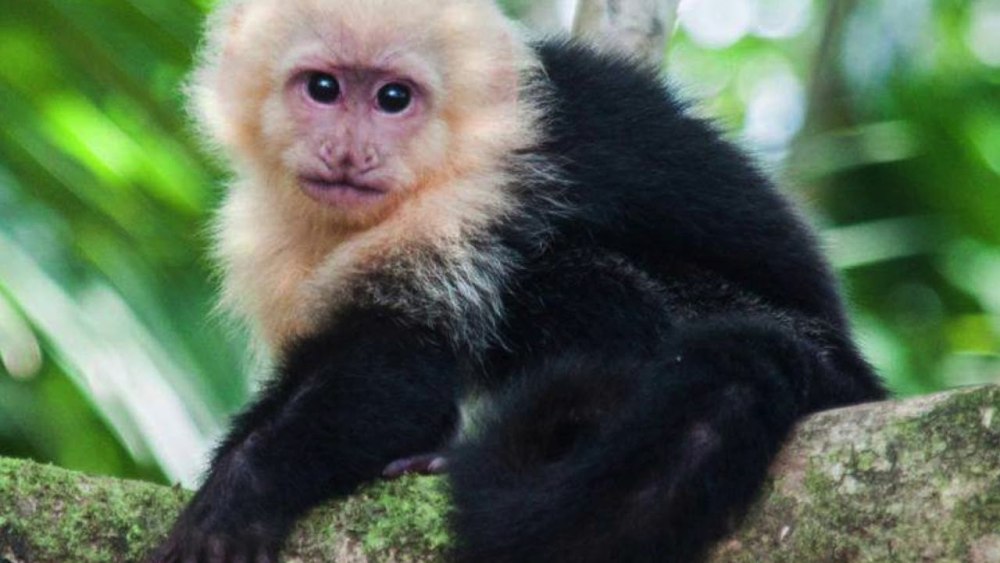 Капуцин на Лиане