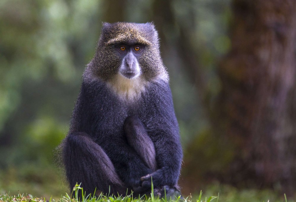 Коронованная мартышка