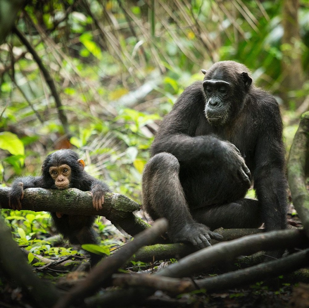 Танзания человекообразные обезьяны