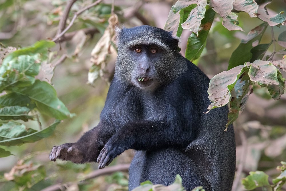 Голубая мартышка Танзании