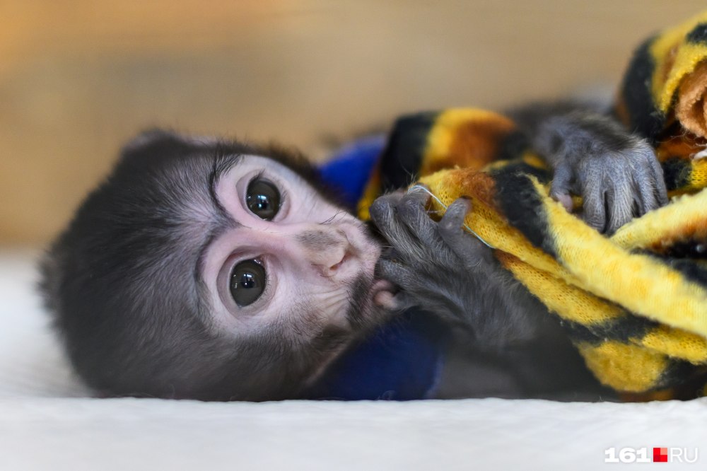 Самарский зоопарк фото обезьяны