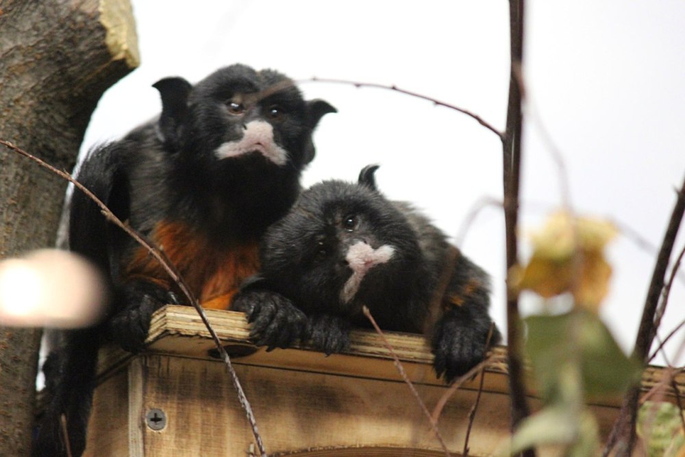 Краснобрюхий Тамарин