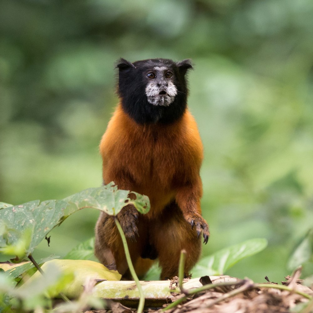 Краснобрюхий Тамарин