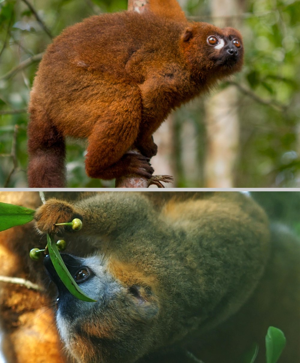 Краснобрюхий лемур