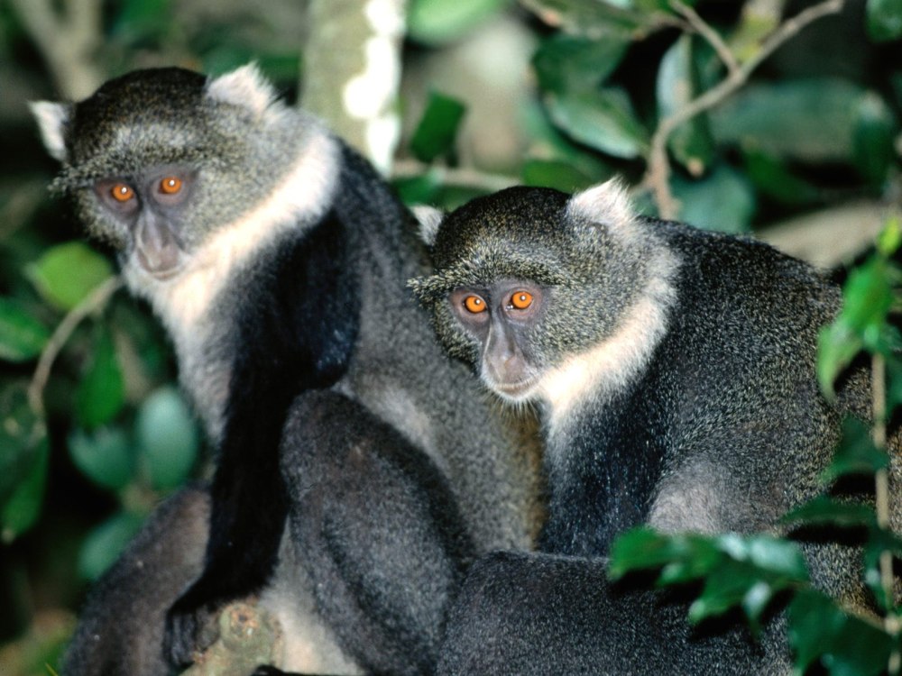 Голубые обезьяны Килиманджаро