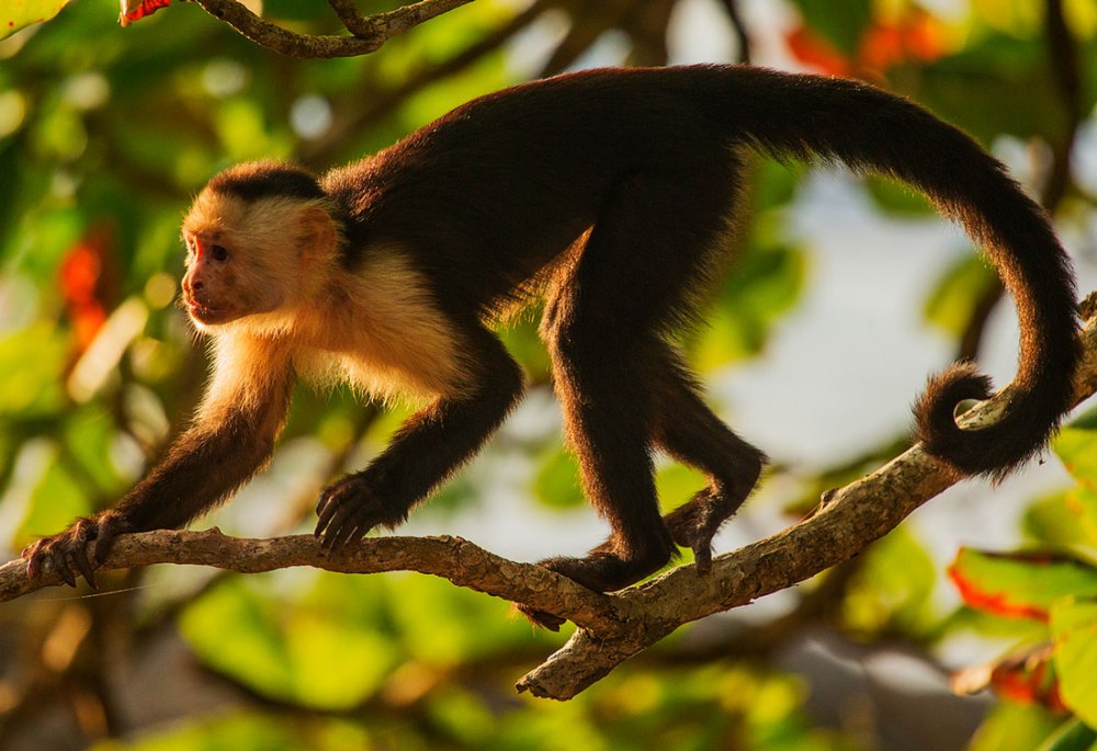 Обезьяна белогрудый капуцин