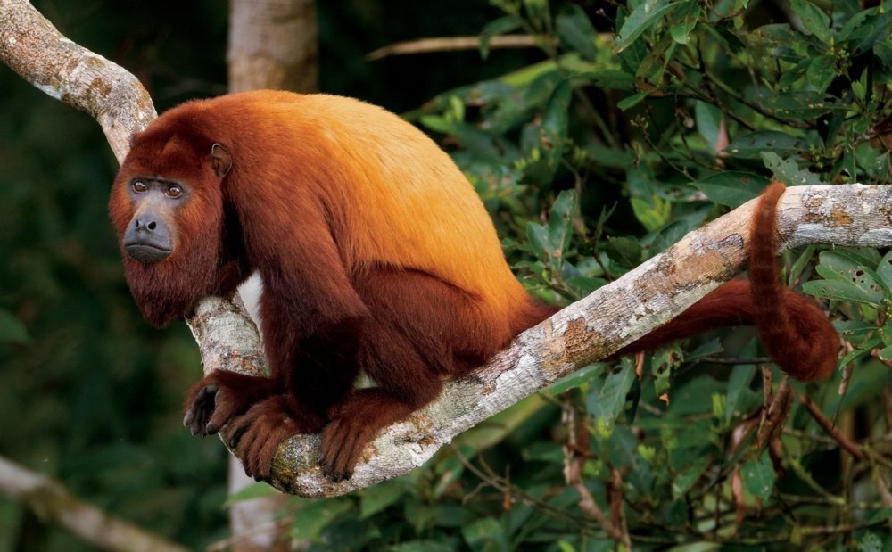 Alouatta seniculus