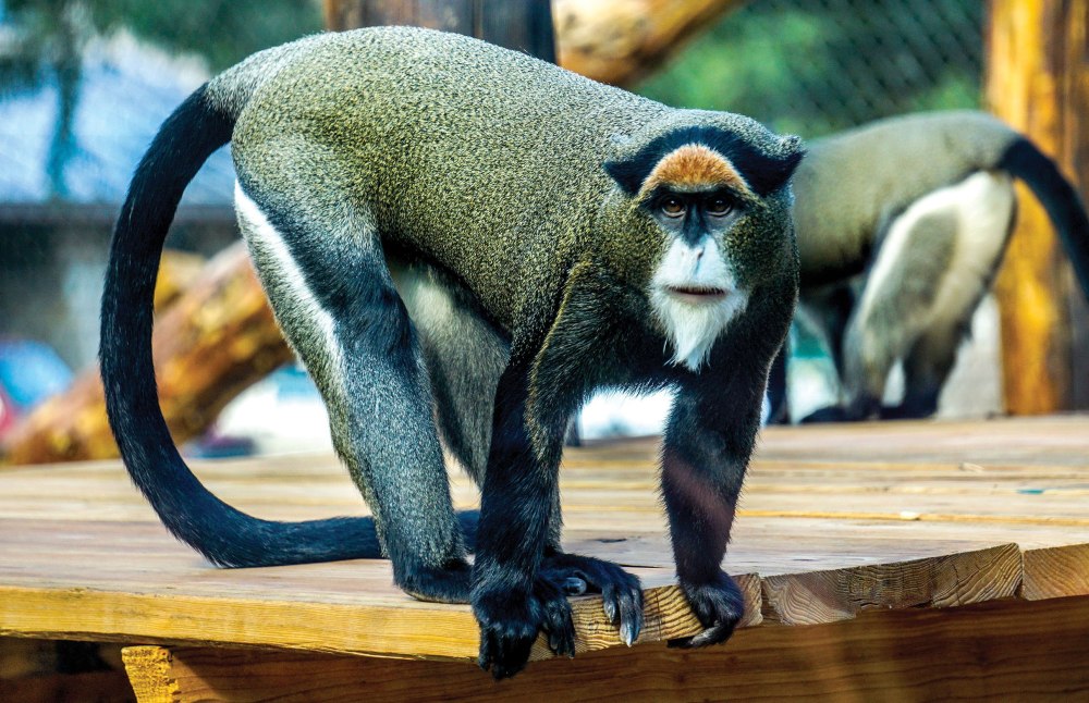 Мартышка Бразза