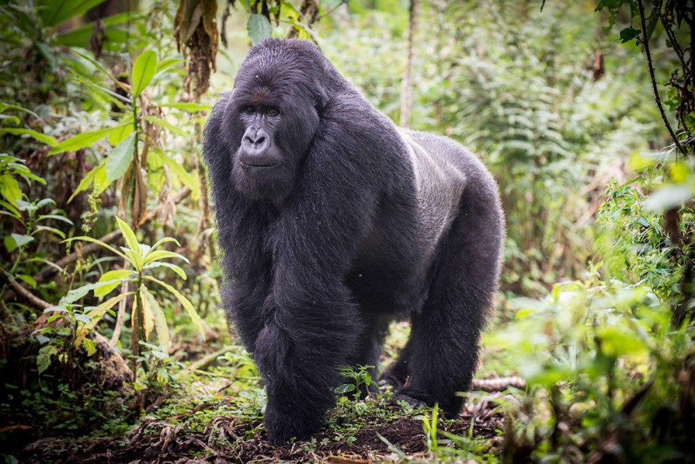 Белоспинная горилла