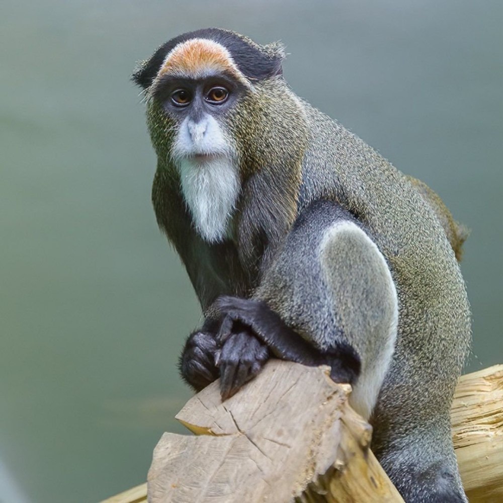 8. Мартышки Бразза