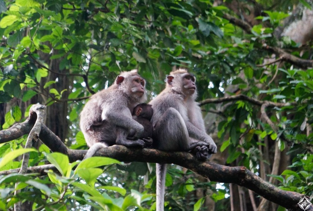 Обезьяны тропических лесов Африки