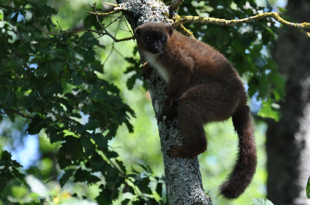 Краснобрюхий лемур