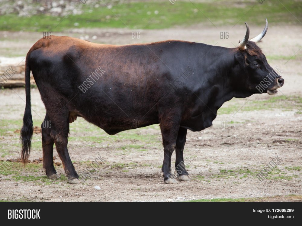 Bos Taurus primigenius