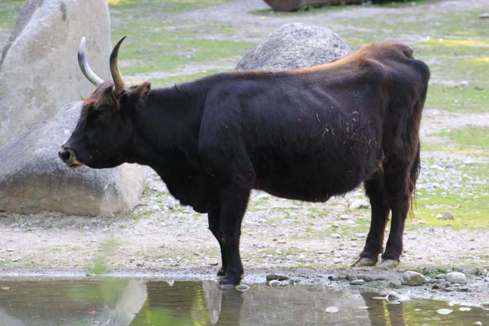 50. Лесной бык bos Taurus primigenius