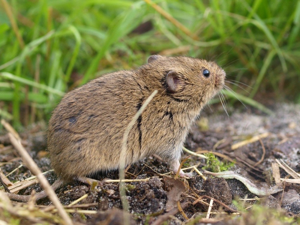 Серая полевка – Microtus arvalis