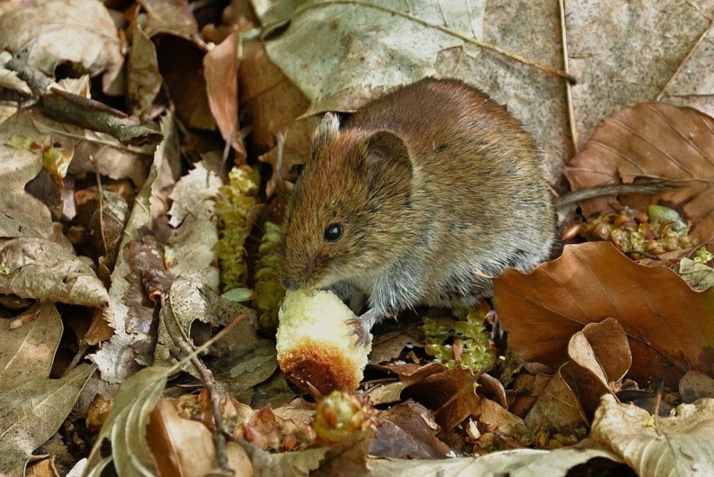 Wood Mouse