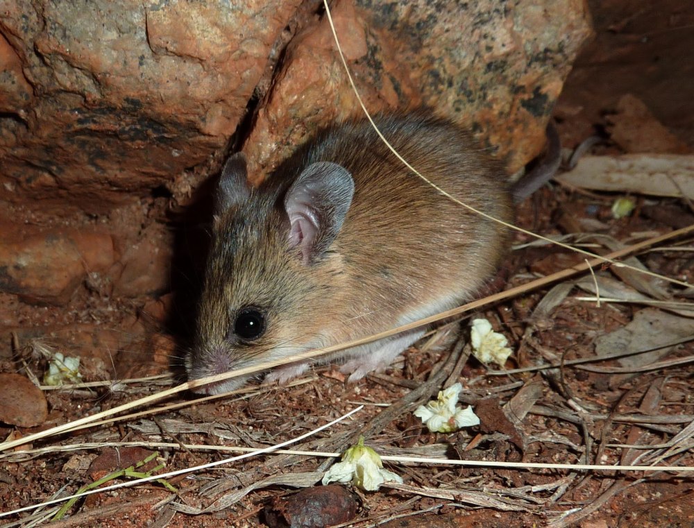 Sicista betulina