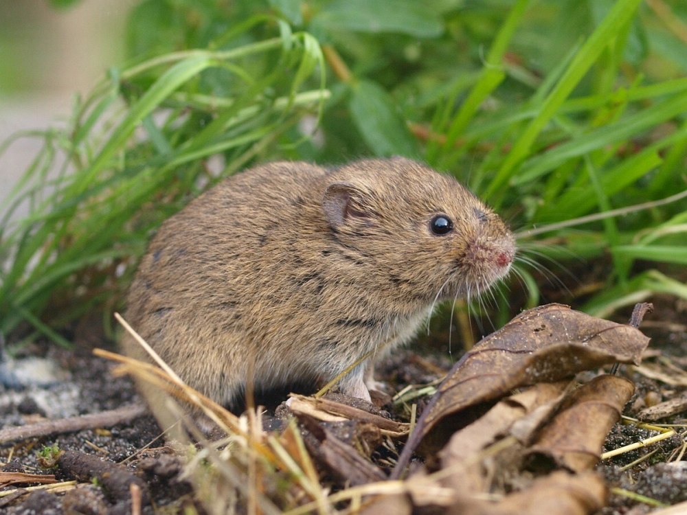 Серая полевка, Полевая мышь