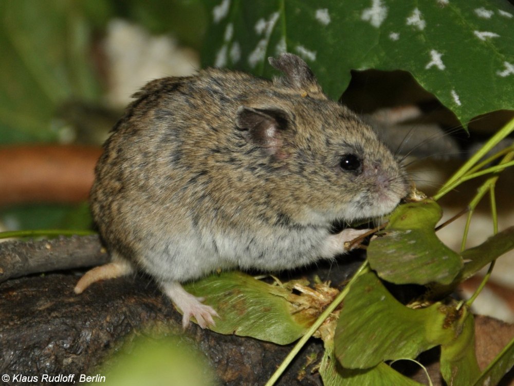 Cricetulus griseus