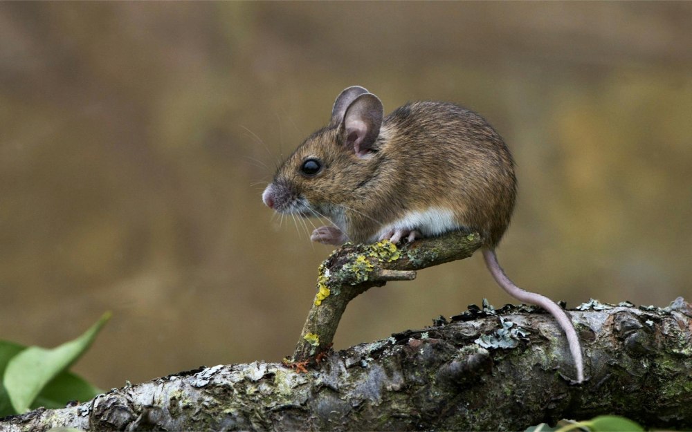Apodemus sylvaticus