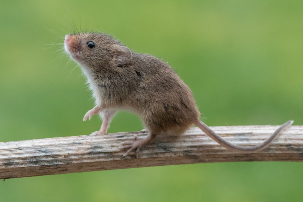 Мышь-Малютка – Micromys minutus