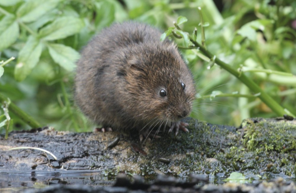 Arvicola amphibius Детеныши