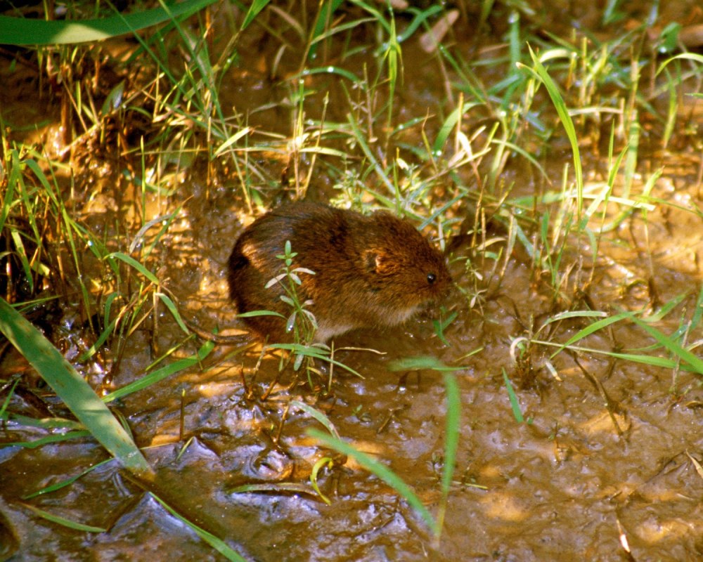 Microtus pennsylvanicus