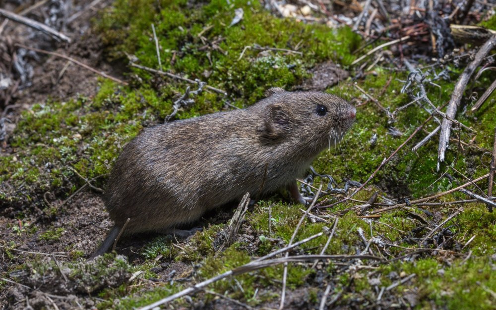 Microtus californicus