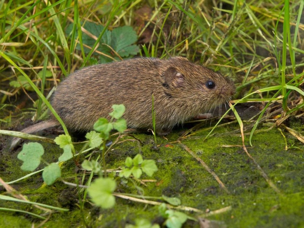 Обыкновенная полевка Microtus arvalis