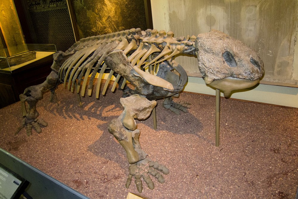 Bradysaurus Baini