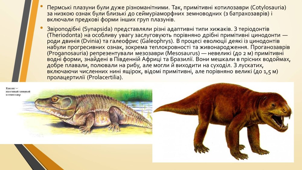 Котилозавры переходная форма