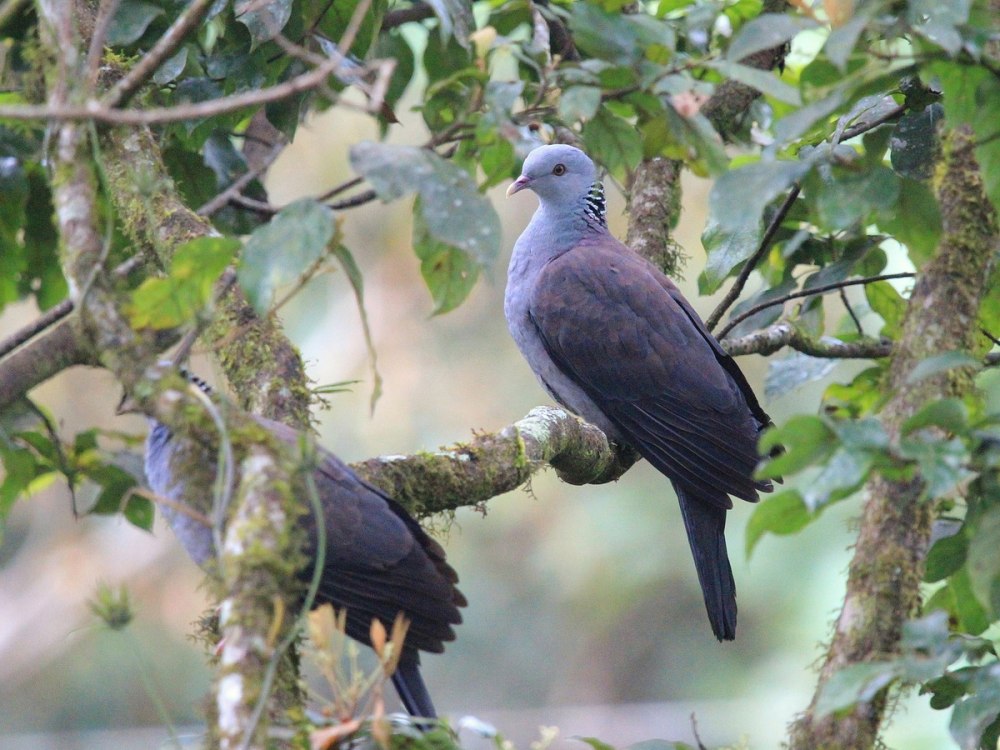 Columba elphinstonii