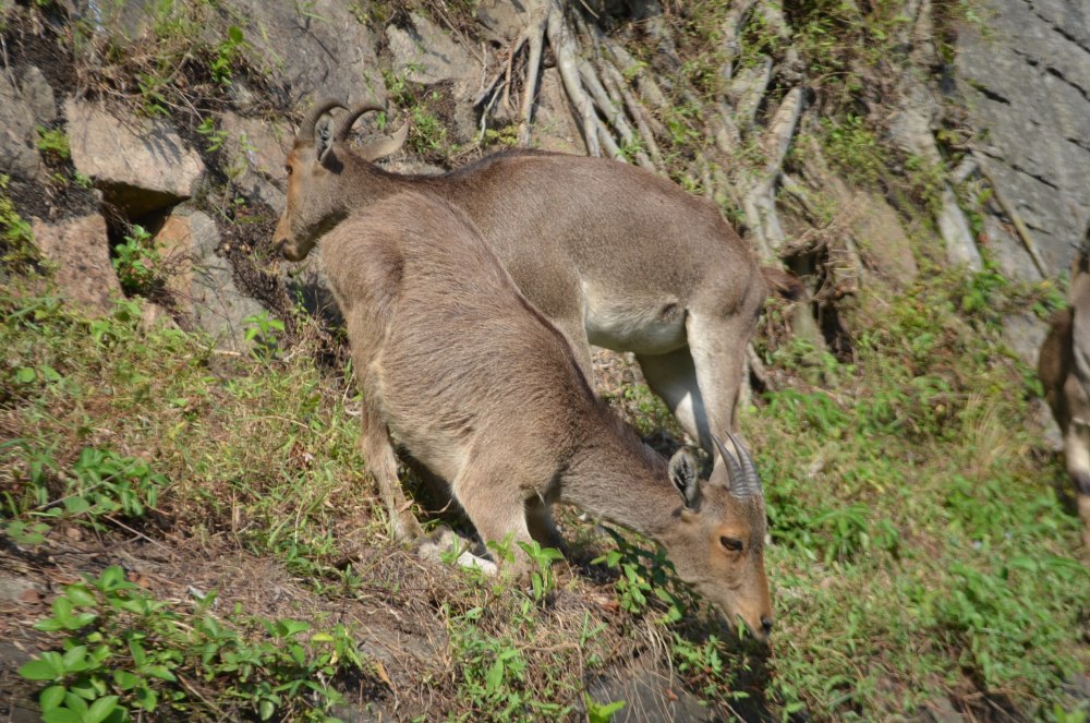 Nilgiri Tahr