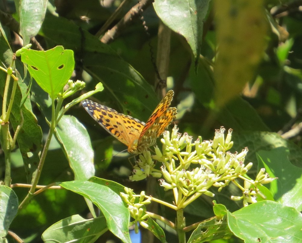 Anamudi Shola National Park
