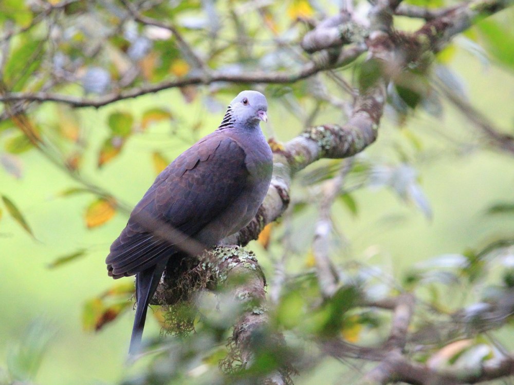 Birds in India Bihar