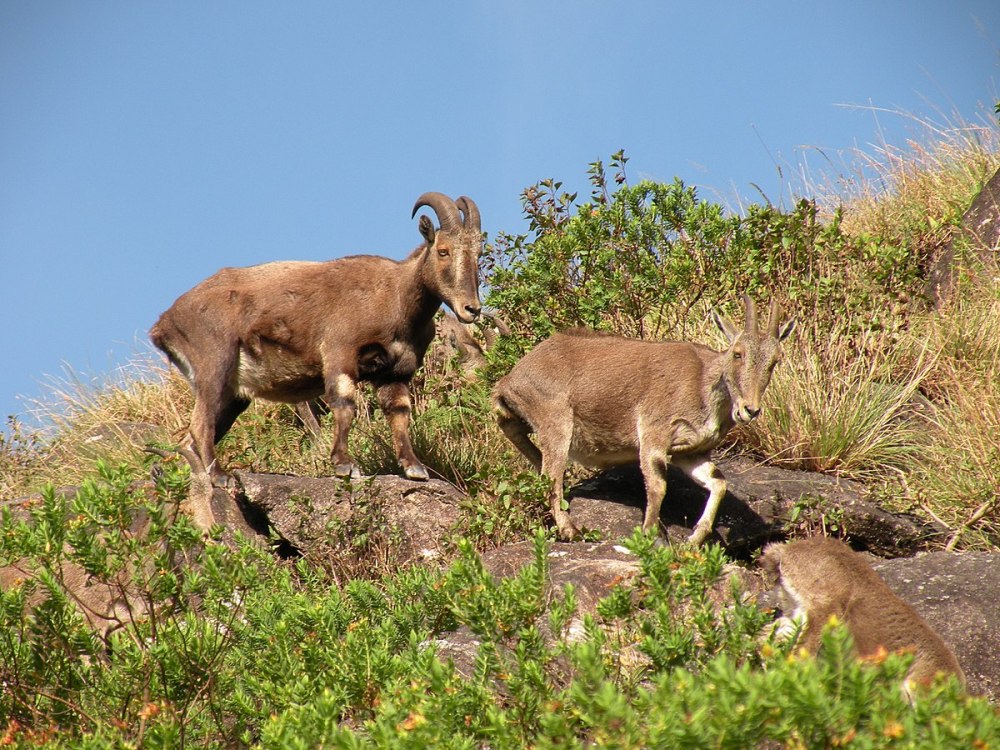 Nilgiritragus hylocrius